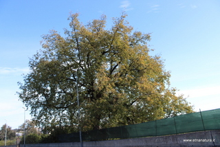 Quercia Loco